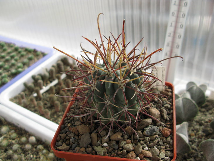 Glandulicactus
