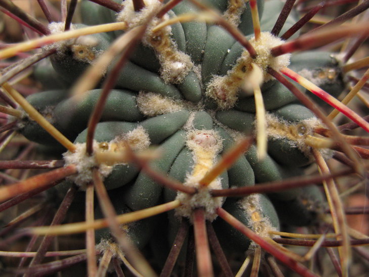 Glandulicactus бутоны
