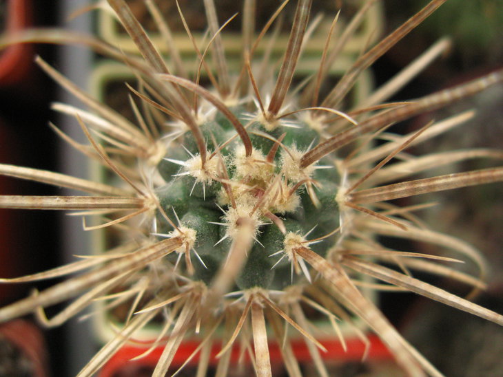 Toumeya papyracantha