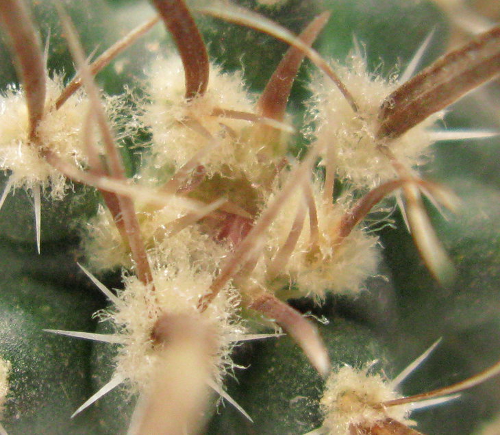 Toumeya papyracantha бутон