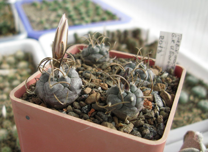 Turbinicarpus_macrochele