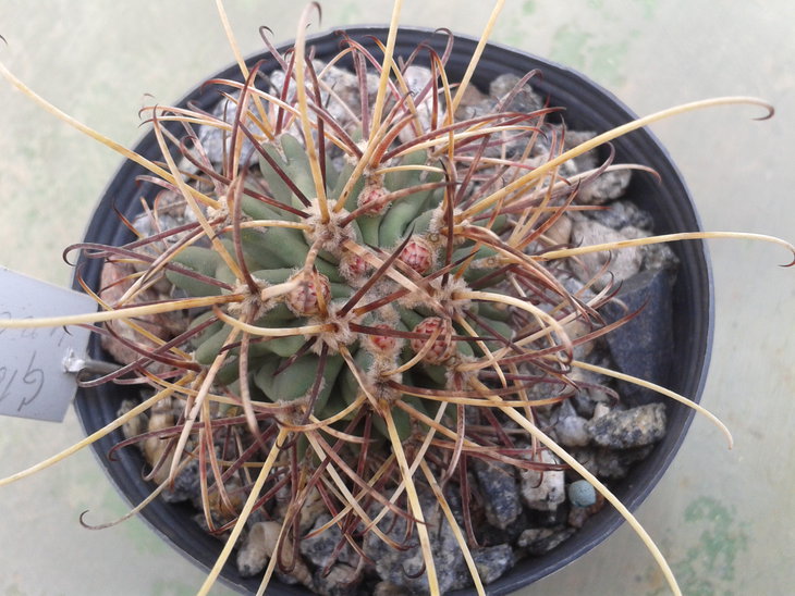 Glandulicactus uncinatus v wrightii SB 404.jpg
