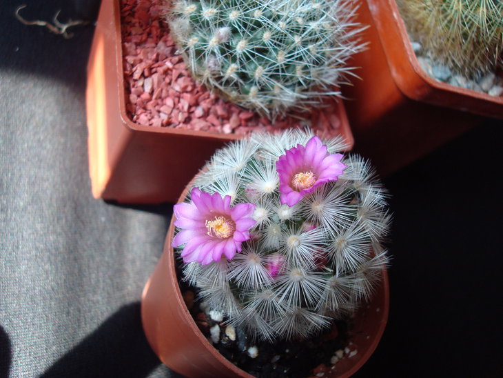 Mammillaria carmenae