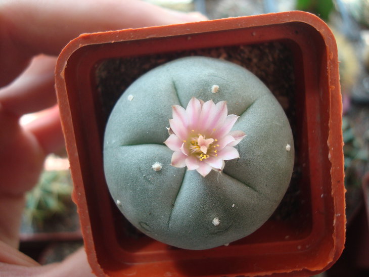 Lophophora williamsii
