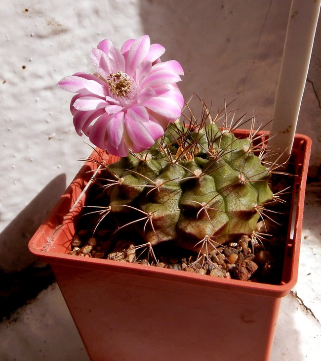 Gymn. damsii ssp.evae v rotundulum VoS 047
