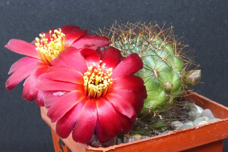 Sulcorebutia frankiana v. spinosior VS 460
