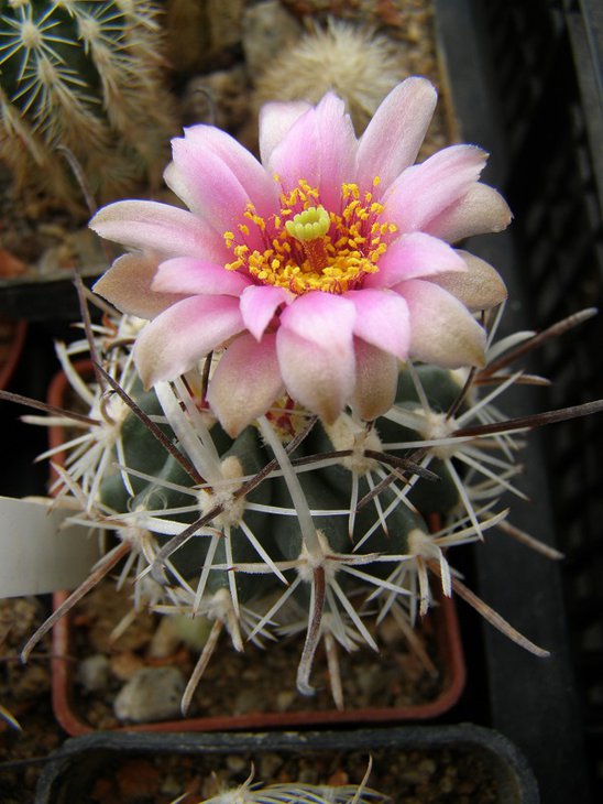 sb693