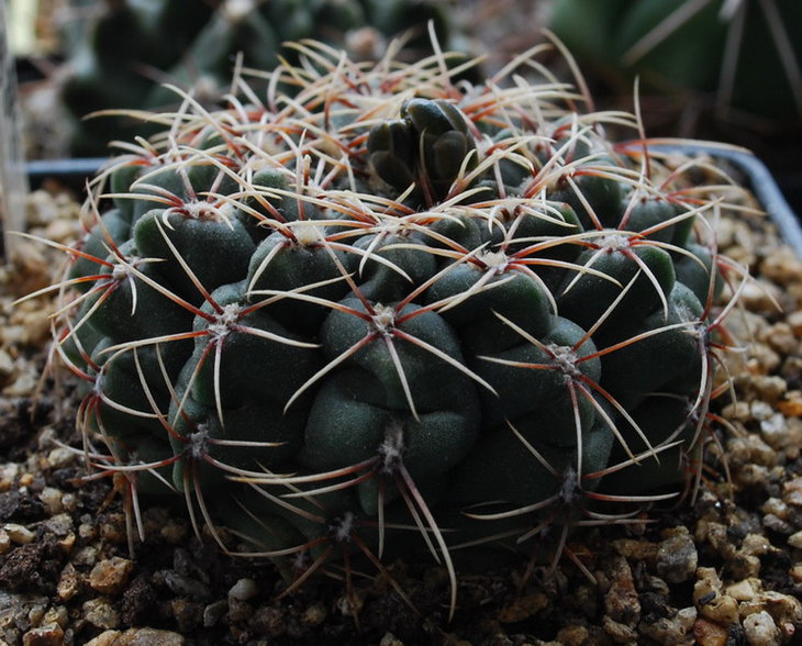 DSC_2350  G. baldianum.jpg