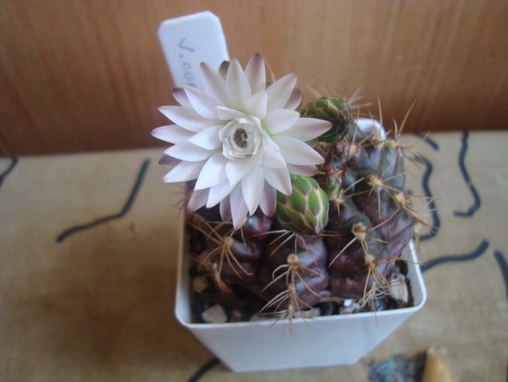 Gymnocalycium damsii v. centrispinum