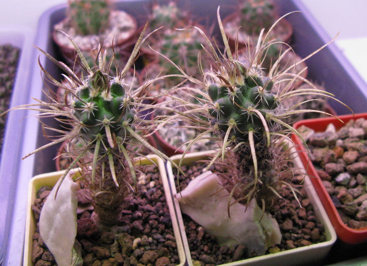Toumeya papyracantha