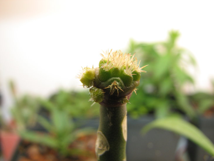 Turbinicarpus swobodae