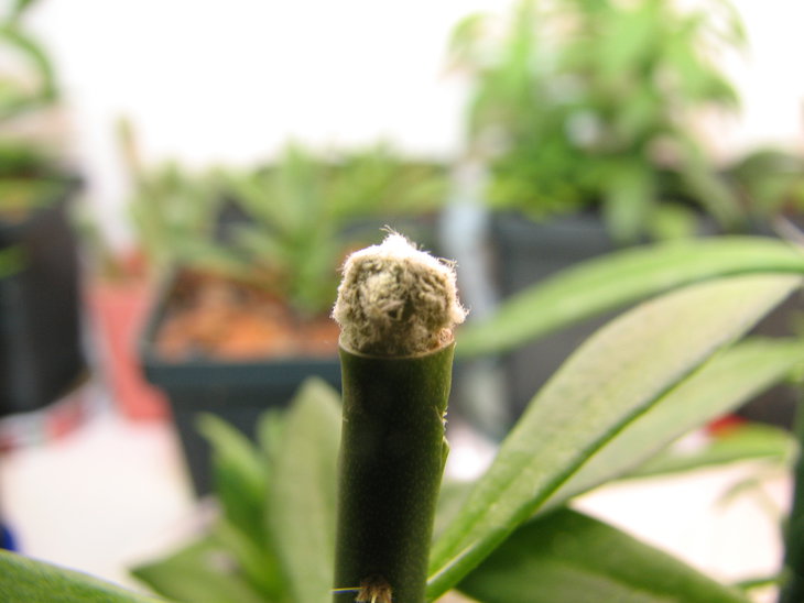Astrophytum myriostigma cv. Onzuka