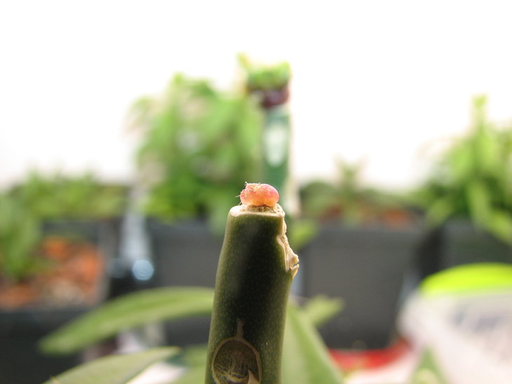 Mammillaria blossfeldiana