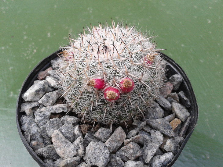 Mammillaria chionocephala.jpg
