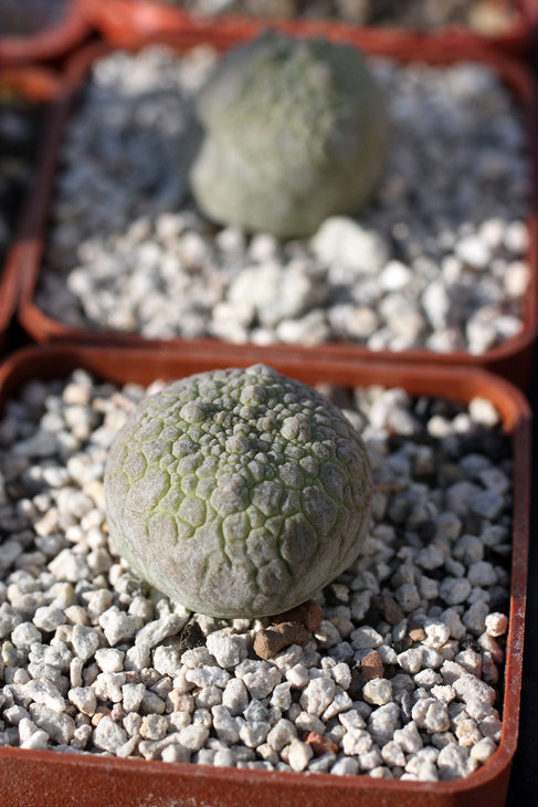 Pseudolithos (eylensis, если правильно помню)