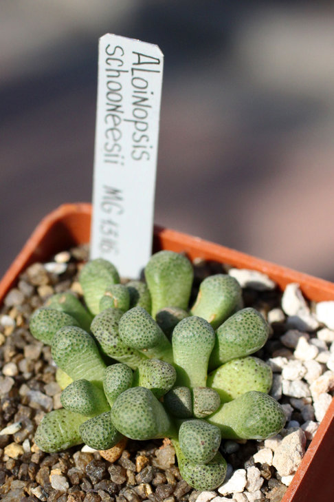 Aloinopsis schooneesii