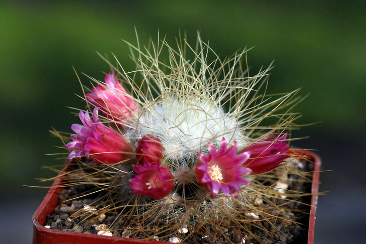 Mammillaria rekoi v. leptacantha f. aurea