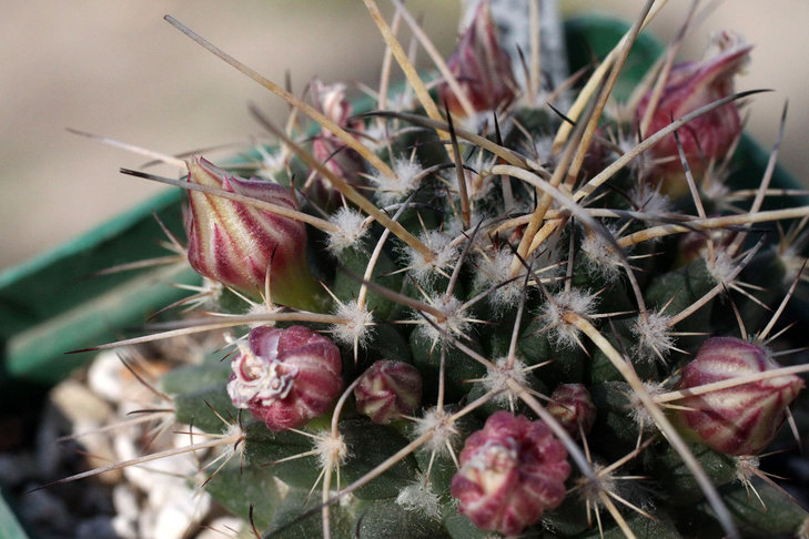 Mammillaria saxicola