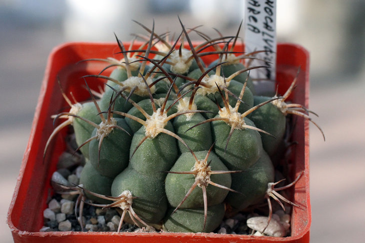 Gymnocalycium zegarrae