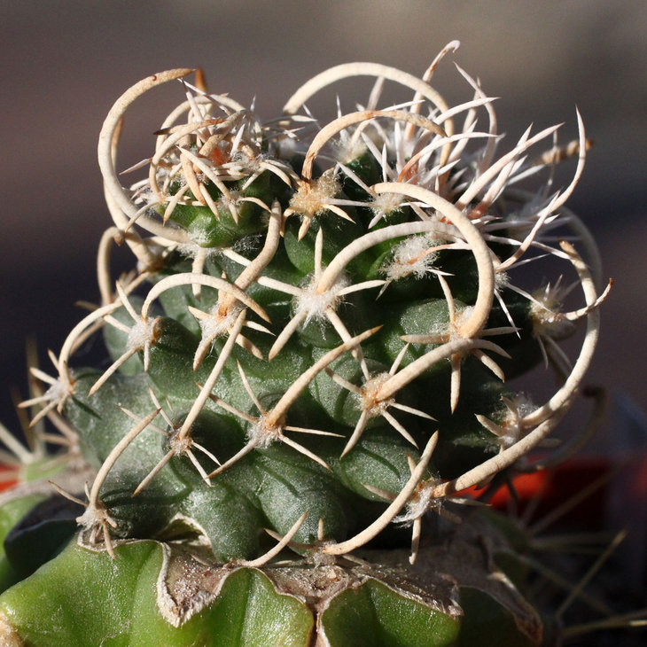 Navajoa peeblesiana