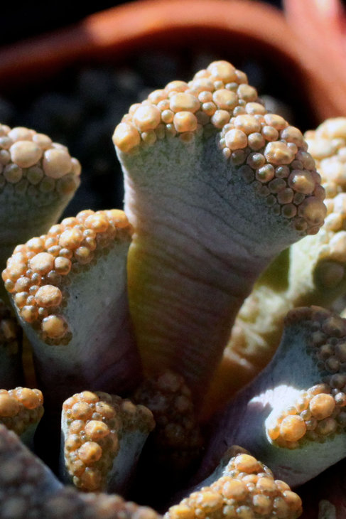 Titanopsis hugo-schlechteri