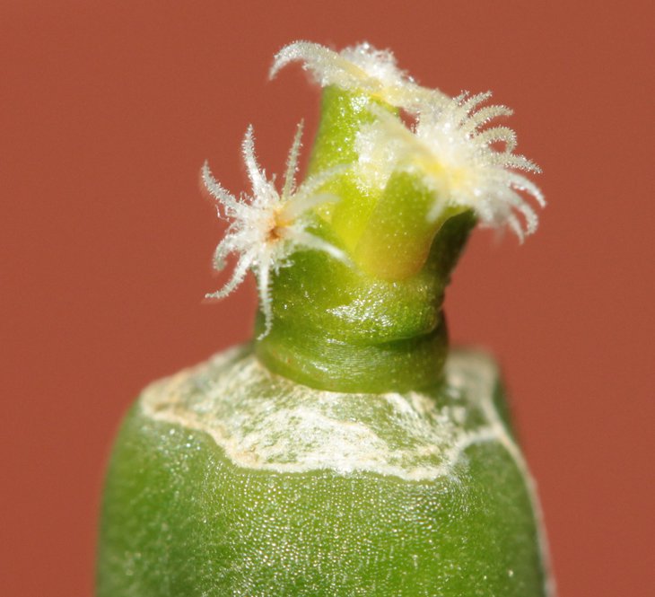 Mammillaria bertholdii