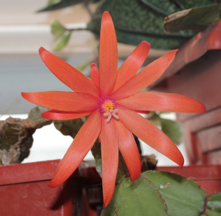 Ripsalidopsis.JPG