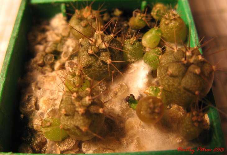G. cardenasianum armatum JO600 Parroquia, селекция особо длинных колючек