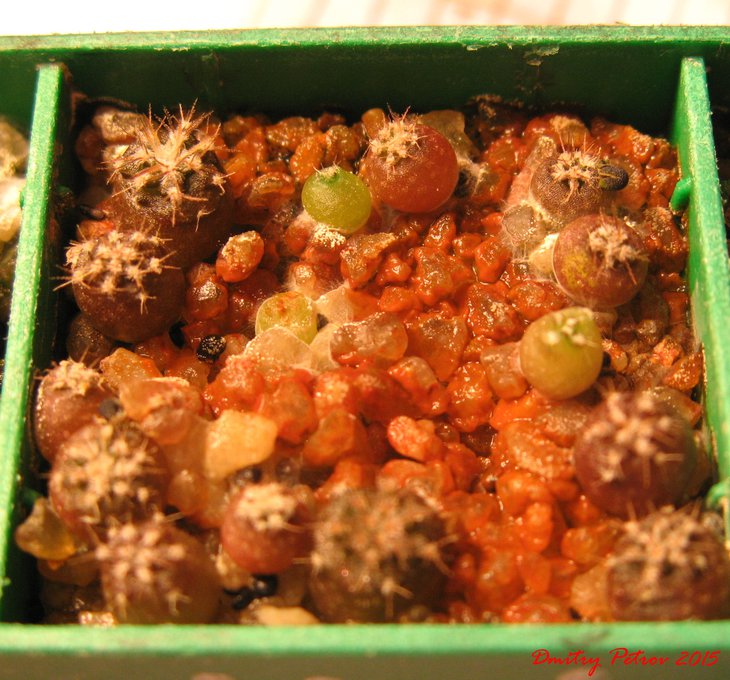 Gymnocalycium glaucum VS048 San Blas