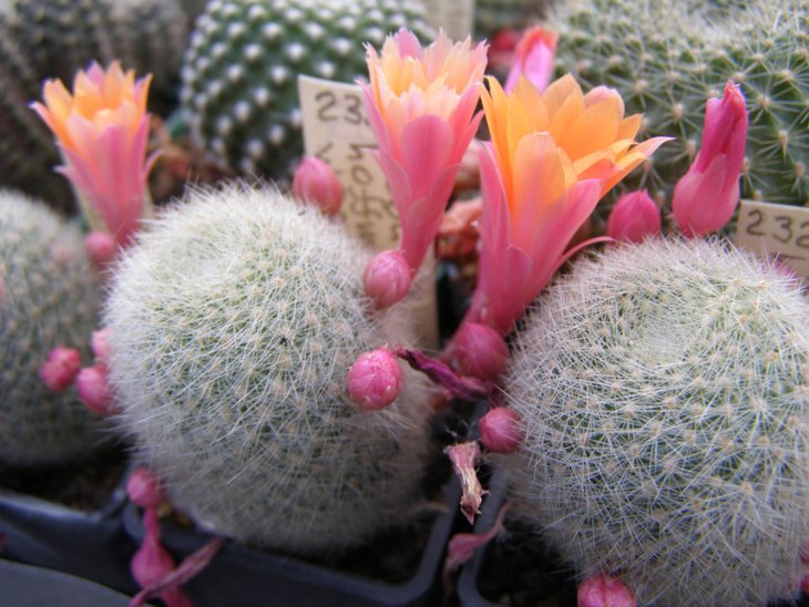 Rebutia hoffmannii WR521