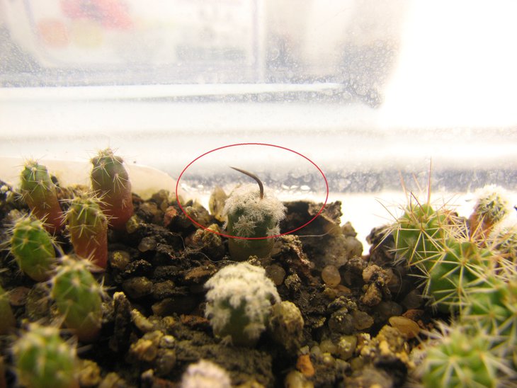 Turbinicarpus klinkerianus -посев 12.01.15