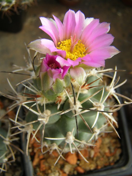 sb1749