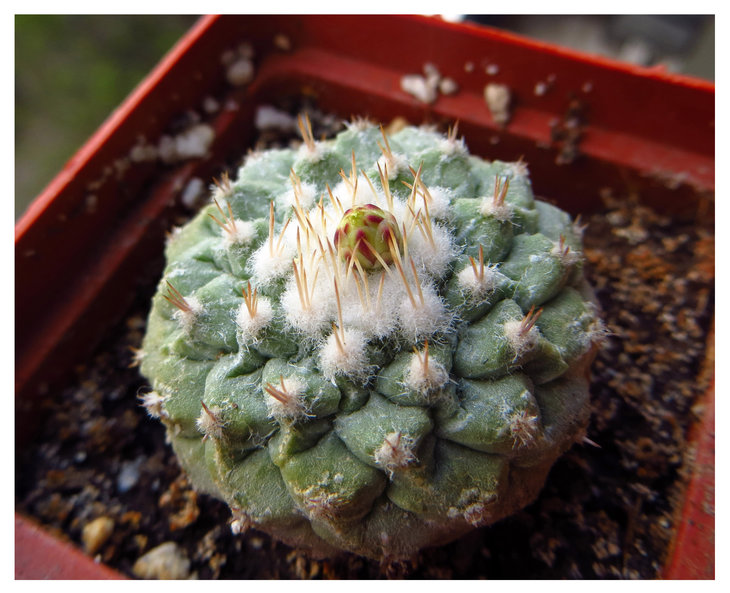 Strombocactus disciformis