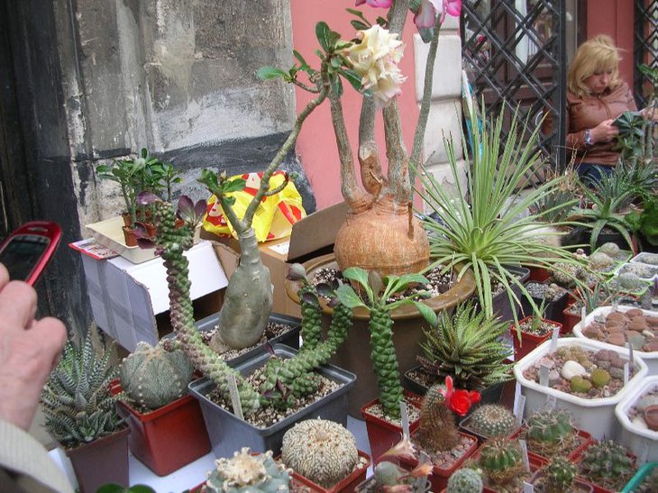 DSCN9142.JPG