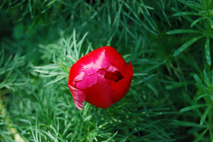 DSC_0044.jpg