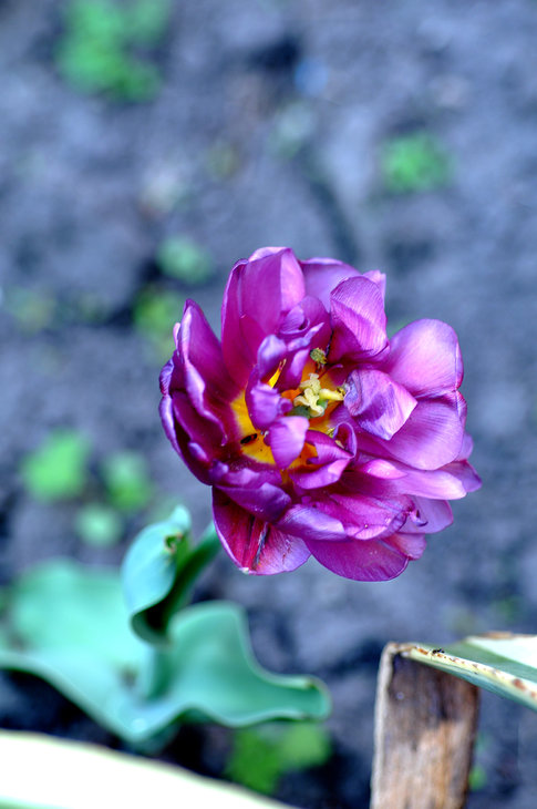 DSC_0029а.jpg