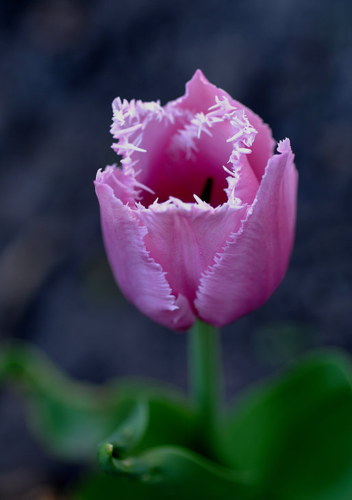 DSC_0030і.jpg