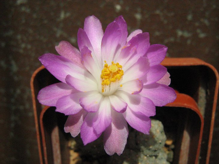 Mammillaria theresae
