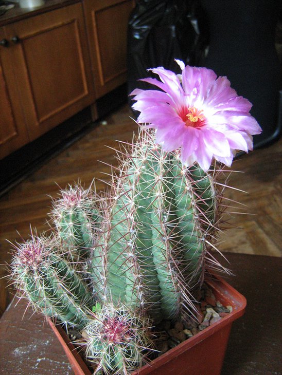 а этот записан как Thelocactus bicolor subsp.flavidispinus, жена все донимает, вот когда он всеми детками зацветет?