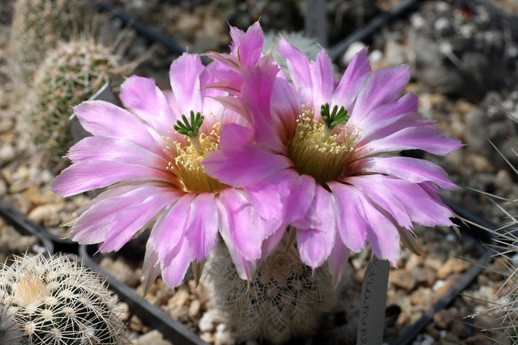 Echinocereus baileyi v. albispinus