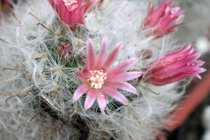 Mammillaria bocasana v. roseiflora