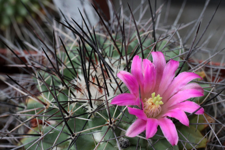 Mammillaria melanocentra