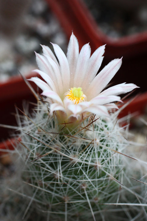 Escobaria bella