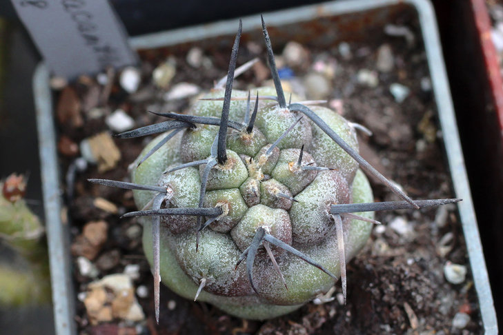 Tephrocactus aoracanthus VS28