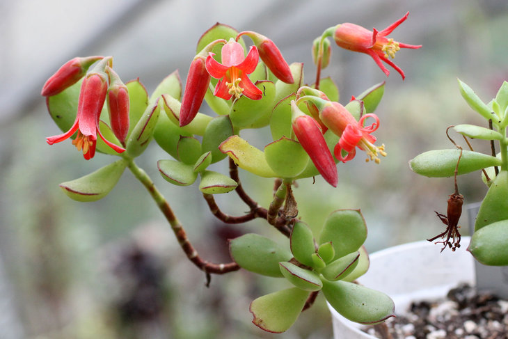 Cotyledon elisae