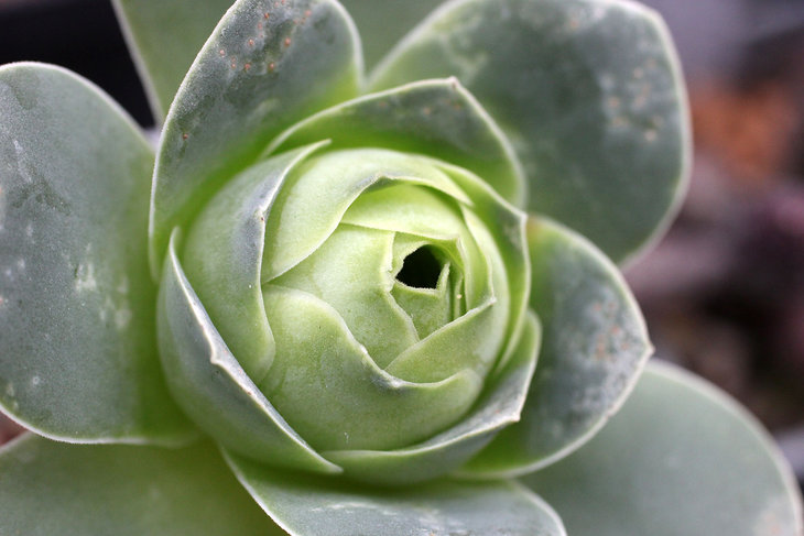 Greenovia aurea