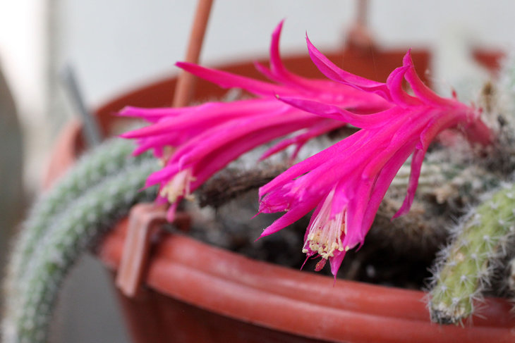 Aporocactus flagelliformis