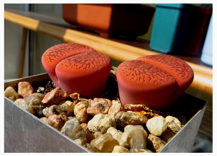 lithops aucampiae coelemanii C256