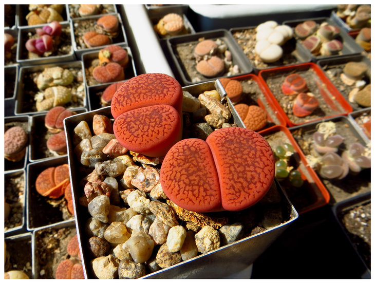 lithops aucampiae coelemanii C256