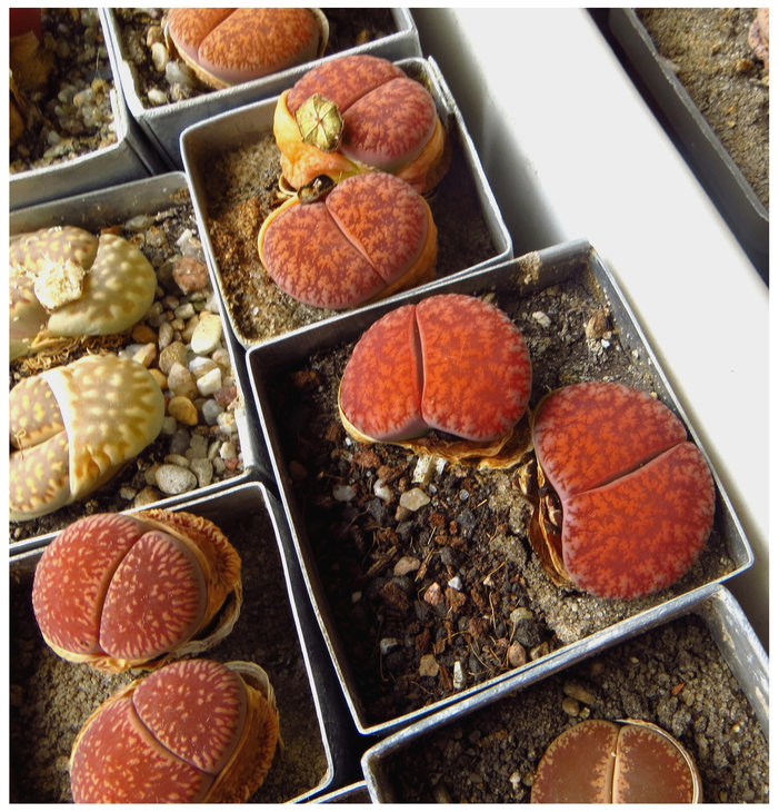 LITHOPS lesliei v rubrobrunnea C204